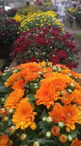 How To Care For Mums And Keep Them Blooming All Year Long Hardy Mums Mums Flowers Fall Mums