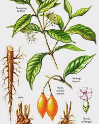 Image result for Tabernanthe