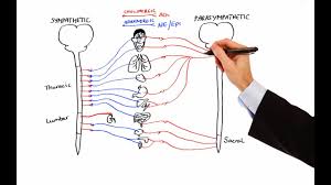 Learn vocabulary, terms and more with flashcards, games and other study tools. Pharmacology Autonomic Nervous System Made Easy Voicetube Learn English Through Videos