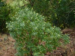 Image result for Gnidia hockii