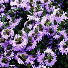 Image result for Scaevola
