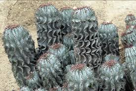 Image result for Euphorbia unicornis