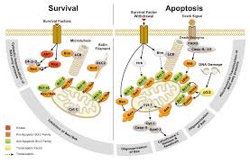 Image result for BCL2 Inhibitor