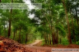 Proposal pengelolaan hutan sebagai tempat wisata : Wisata Alam Hutan Yang Paling Indah Gerai News