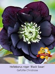 Mein Schoner Garten Bienenfreundliches Staudenbeet 21 Pflanzen Gunstig Online Kaufen Mein Schoner Garten Shop Pflanzen Christrose Bienenfreundliche Pflanzen