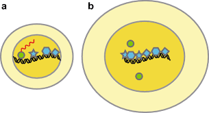Check spelling or type a new query. Scaling Gene Expression For Cell Size Control And Senescence In Saccharomyces Cerevisiae Springerlink