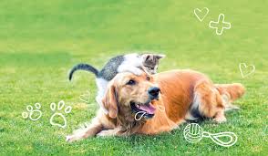 The best way to check for fleas (especially if your dog has dark or thick fur) is by using a white towel or sheet. Pets Fleas Does My Cat Or Dog Have Fleas Pet Advice Mipet Cover