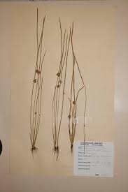 Image result for Schoenoplectiella senegalensis