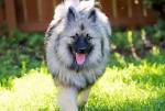 Fluffy Dog Breeds - (White, Big, Small) Fluffy Dogs