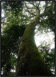 Image result for Brachystegia manga