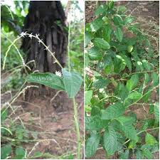 Image result for Petiveria