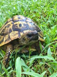 A baby tortoise is great, but imagine bringing it to life from your own home or classroom. Meet Teva He Is A 5 Year Old Eastern Hermann S Tortoise Tortoise