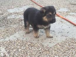 German Shepherd Puppies Reno Nv Petsidi