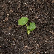 マイクロリーフ（ハーブ）の種類 - マンモスファーム