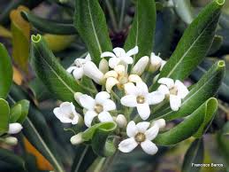 Image result for Pittosporum abyssinicum