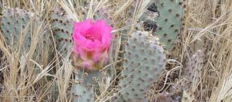 A pencil cactus should be repotted every one to two years, when its roots have outgrown the plant's current vessel. Bakersfield Cactus Kids Species Information Sacramento Fish Wildlife Office