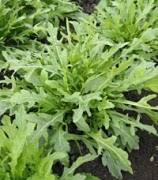 Image result for Diplotaxis tenuifolia