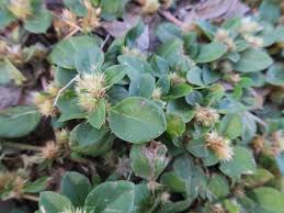 Image result for Alternanthera pungens