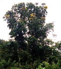 Image result for Markhamia lutea