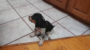 It is most commonly used as a raccoon hunting dog, but may also be kept as a pet. Precious Baby Bluetick Coonhound Puppy D O G At 4 Weeks Youtube