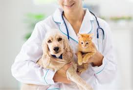 Veterinária com pet