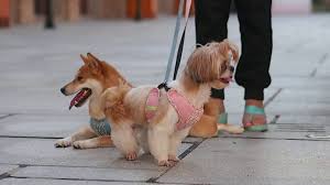 Maybe you would like to learn more about one of these? Pet Sitter Jobs Petbacker