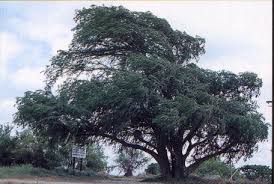 Department of agriculture plant hardiness zones 4 through 9. Tree Handbook