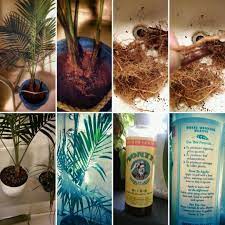 Many think regularly trimming palms will help. Majesty Palm Separation Repotted Majesty Palm Green Thumb Palm