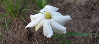 Image result for Gardenia subacaulis