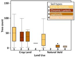 Image result for Neorautanenia