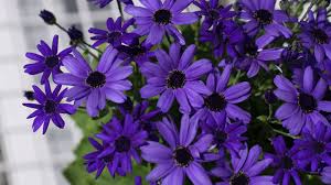 Pericallis – Pair O' What? – Garden Bite
