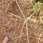 Image result for Chloris pycnothrix