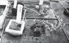 Image result for Sebaea brachyphylla