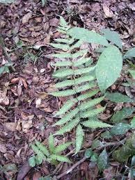 Image result for Ctenitis cirrhosa