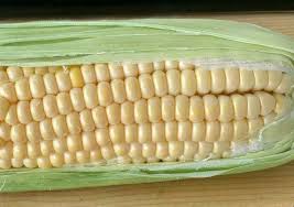 Food We Grow – Soda Creek Sweet Corn