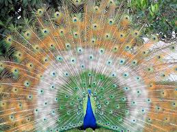 Peacock Bird Pictures Free Free Desk Wallpapers Beautiful Birds Peacock Peacock Pictures