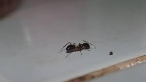 This is another reason why you can find ants under your carpet. How To Get Rid Of Ants In Bedroom A Complete Guide Pest Samurai