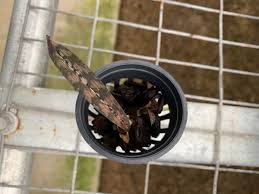 Image result for Oeceoclades decaryana