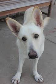 If you want a german shepherd, be prepared for hair on your black pants, on your white couch, and pretty much all over the house. Pin On Urgent Help Needed