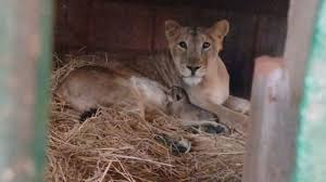 lion cub born in SGNP ...