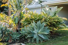 Agaves and yuccas benefit from shade cloth draped over the transplanted plants and removed at first signs of. How To Grow And Care For Agave