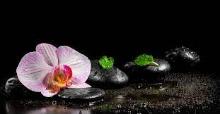 Pink And White Moth Orchid Flower Water Orchid Leaves Spa Stones 5k Wallpaper Hdwallpaper Desktop Zen Wallpaper Orchids Moth Orchid