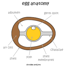 Remind students that the butterfly is an insect and must have the correct amount of legs and body parts. Egg Anatomy Printable Doodles And Jots