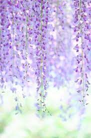 Lifeisverybeautiful Wisteria Kameido Tokyo Japan Via Acafe My Flowers Photography Beautiful Flowers Love Flowers