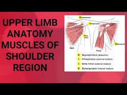 This diagram depicts shoulder muscle diagram. B D Chaurasia I Upper Limb I Muscles Of Shoulder Region Part 1 Youtube