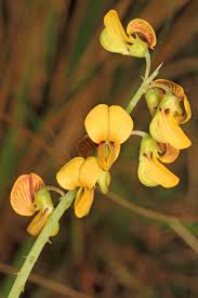 Image result for Crotalaria lanceolata
