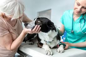 Like most other forms of insurance, pet sitting insurance is something i like to have and prefer not to have to use. if you are seeking coverage but aren't sure cost: Walmart Announces New Pet Insurance Coverage