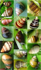 Native Oahu Tree Snails Achatinellidae Pupu Kani Oe Snail Snail Shell Mollusk