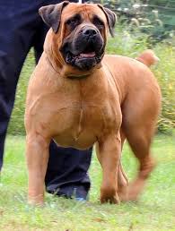 6 years, 10 months and 2 days old, 2 puppies. South African Mastiff Registered Litter Sandy Bedfordshire Pets4homes Bull Mastiff Dogs South African Mastiff Dog Breeds