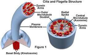 What does a flagella do to a cell? Molecular Expressions Cell Biology Animal Cell Structure Cilia And Flagella
